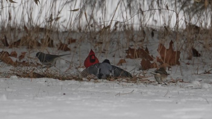 Dark-eyed juncos and cardinal