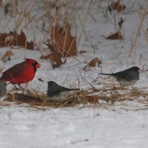 Cardinal and juncos