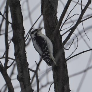 Downy woodpecked