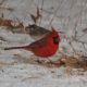 Cardinal and junco