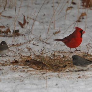 Cardinal and Dark-eyed Juncos