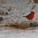 Cardinal and two juncos