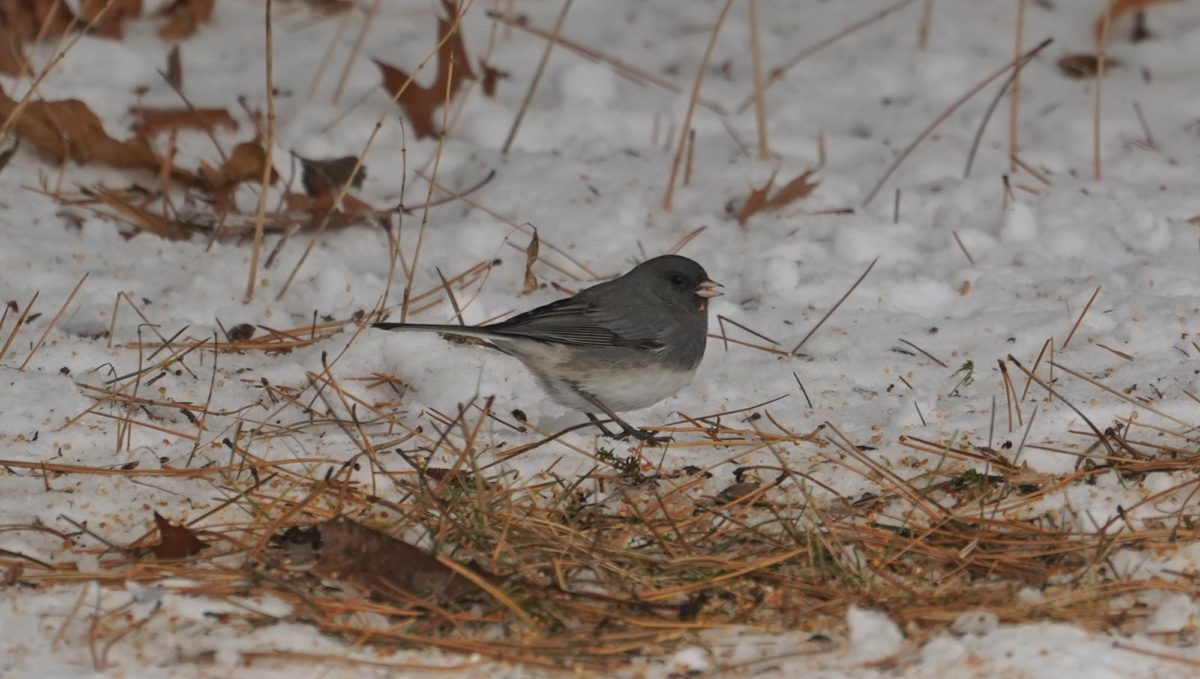 Junco with seeds
