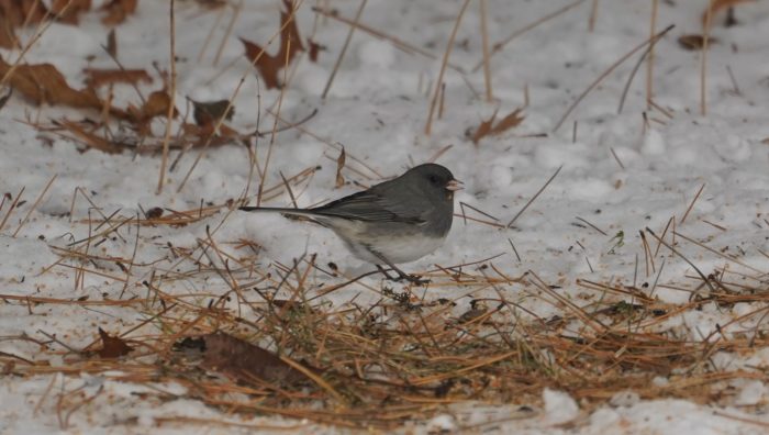 Junco with seeds