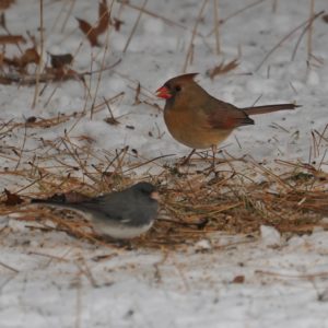 Female cardinal and junco