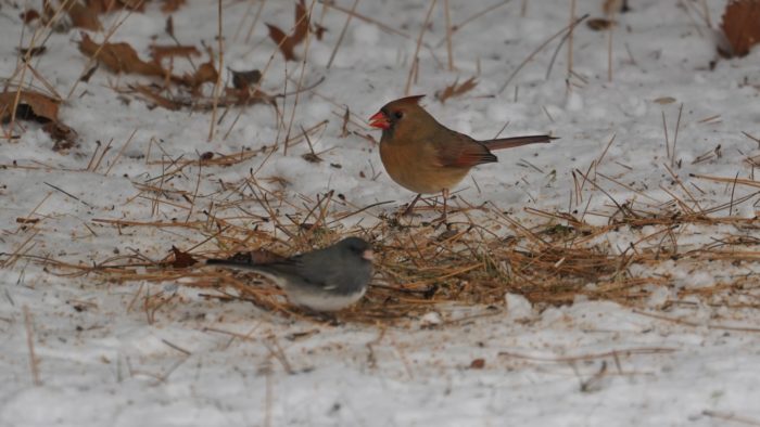 Female cardinal and junco