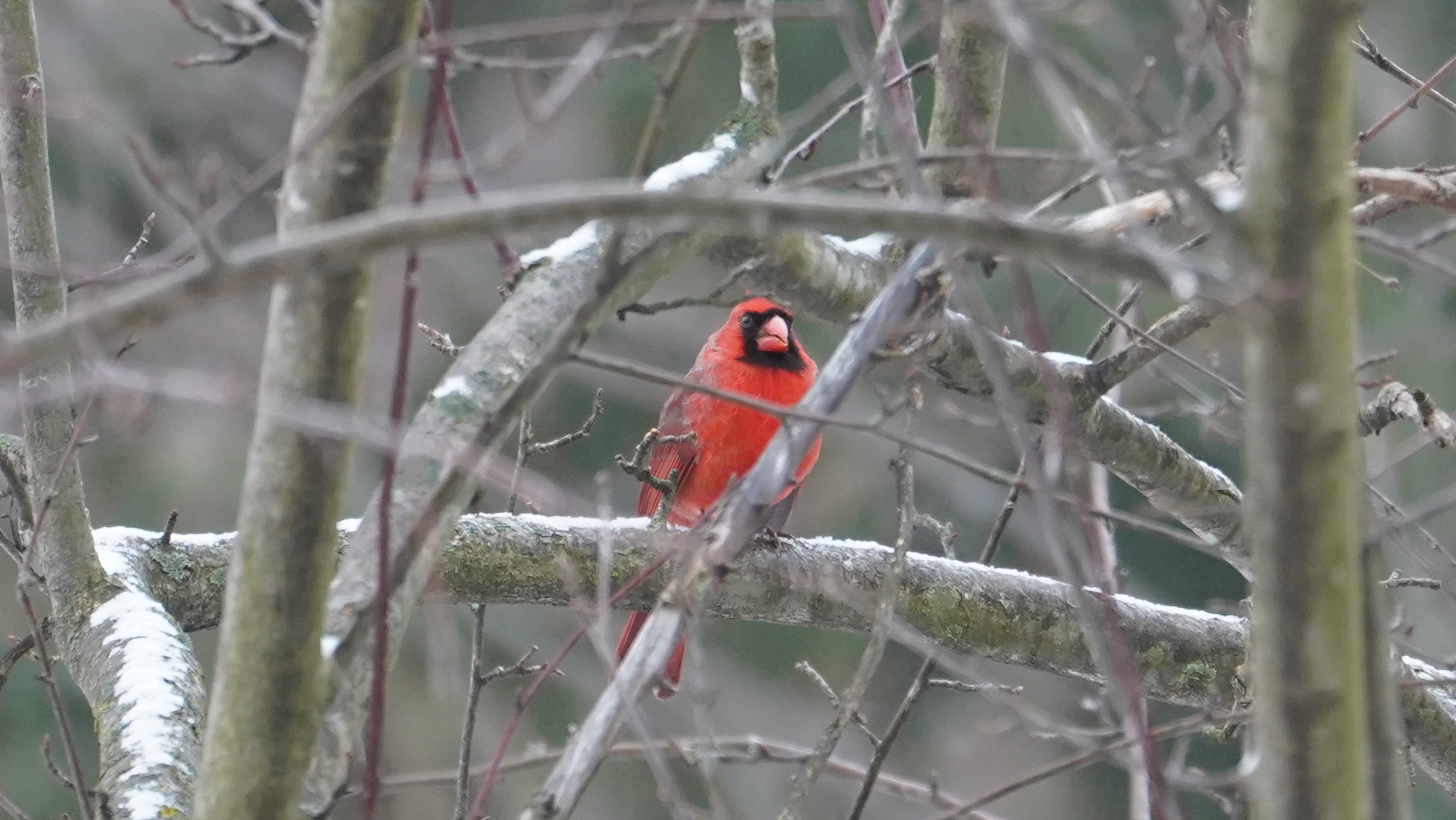 Northern Cardinal