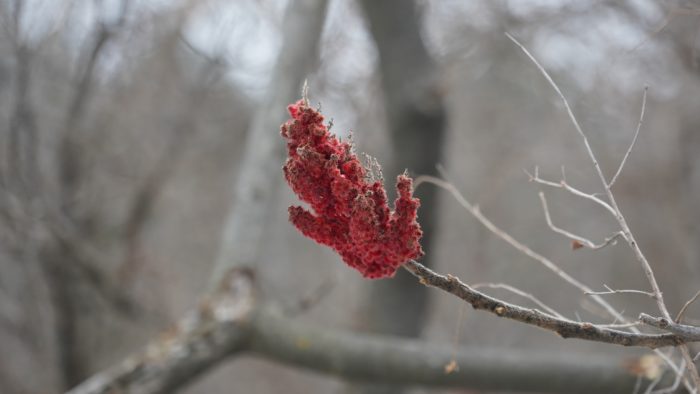 Sumac