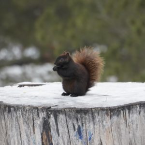 Black squirrel