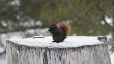 Black squirrel