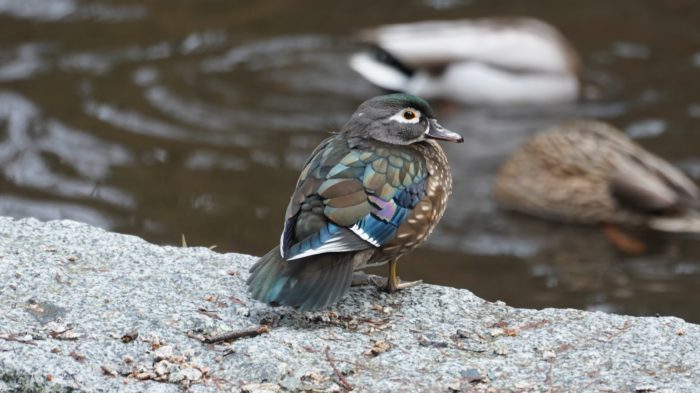 Wood duck