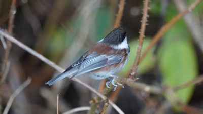 Chestnut-backed chickadee