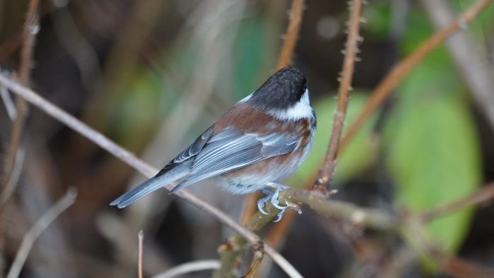 Chestnut-backed chickadee