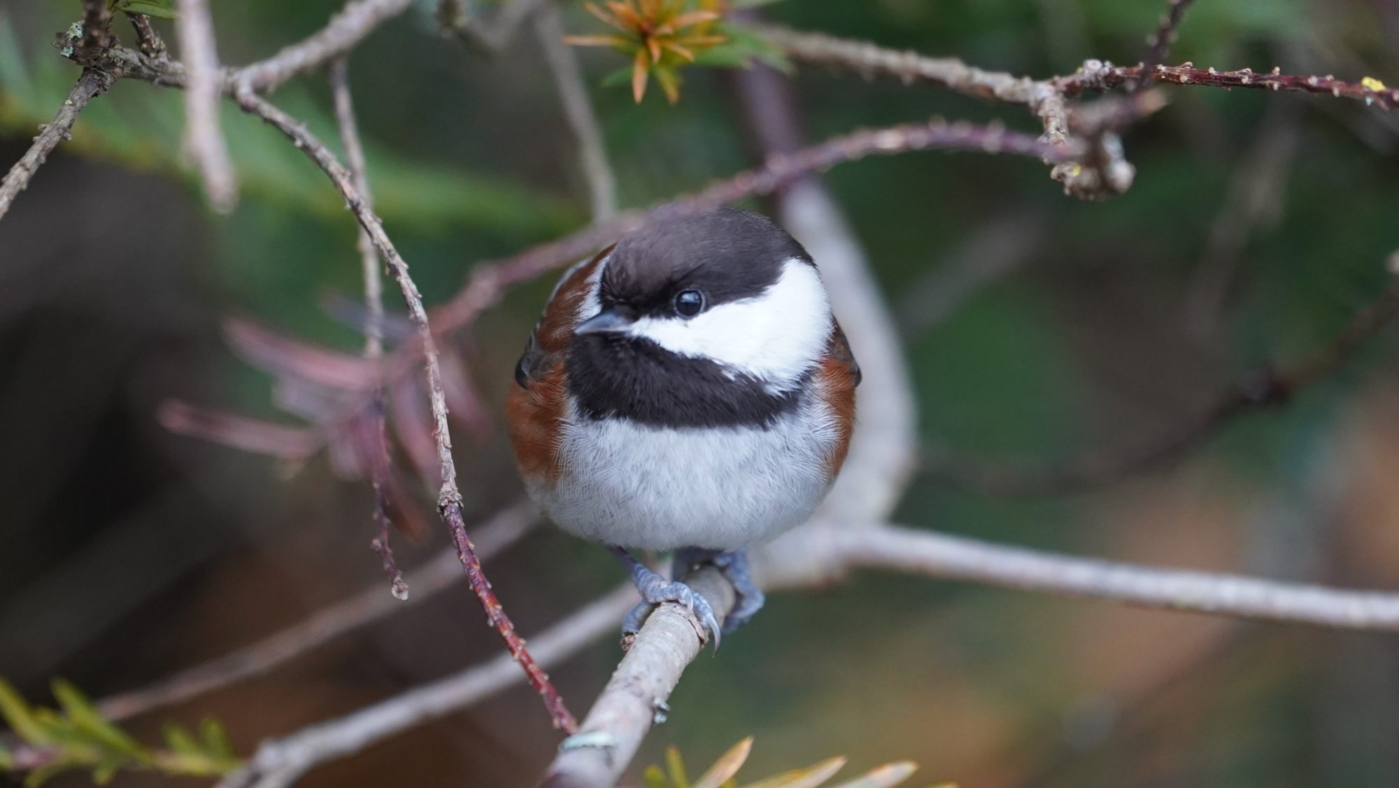 Chestnut-backed chickadee