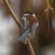 Chestnut-backed Chickadee back