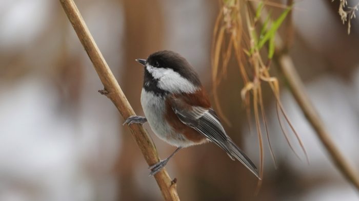 Chestnut-backed Chickadee