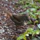 Fox Sparrow