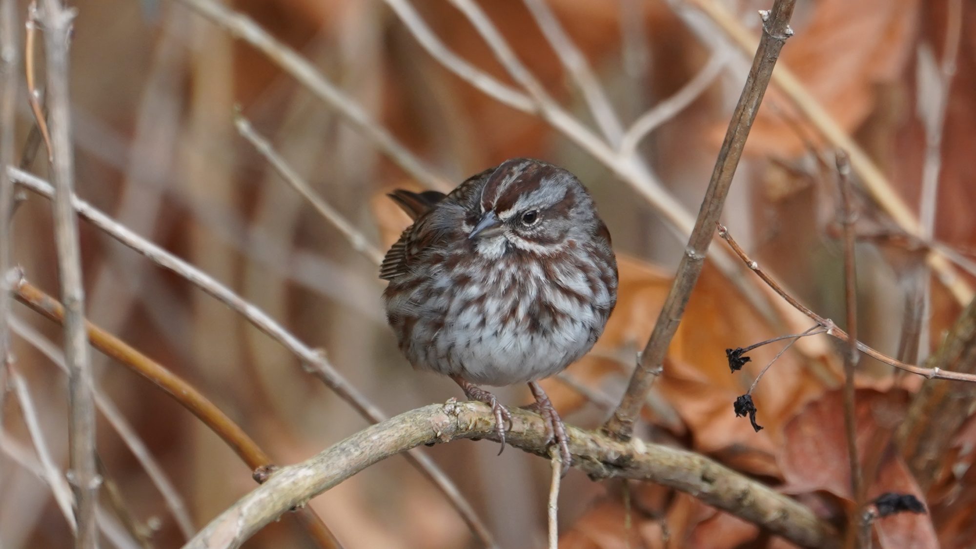 Song sparrow