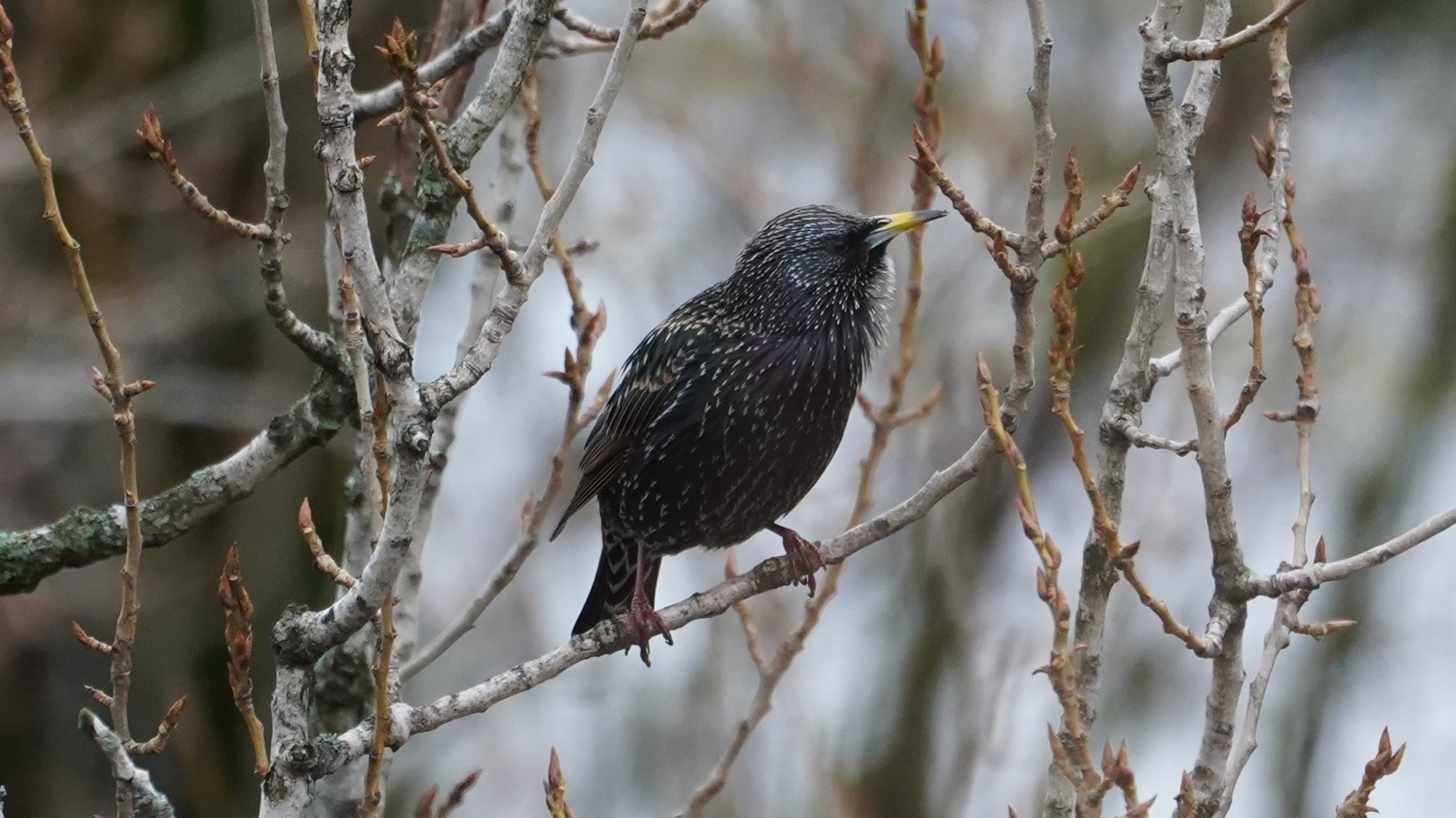 Starling