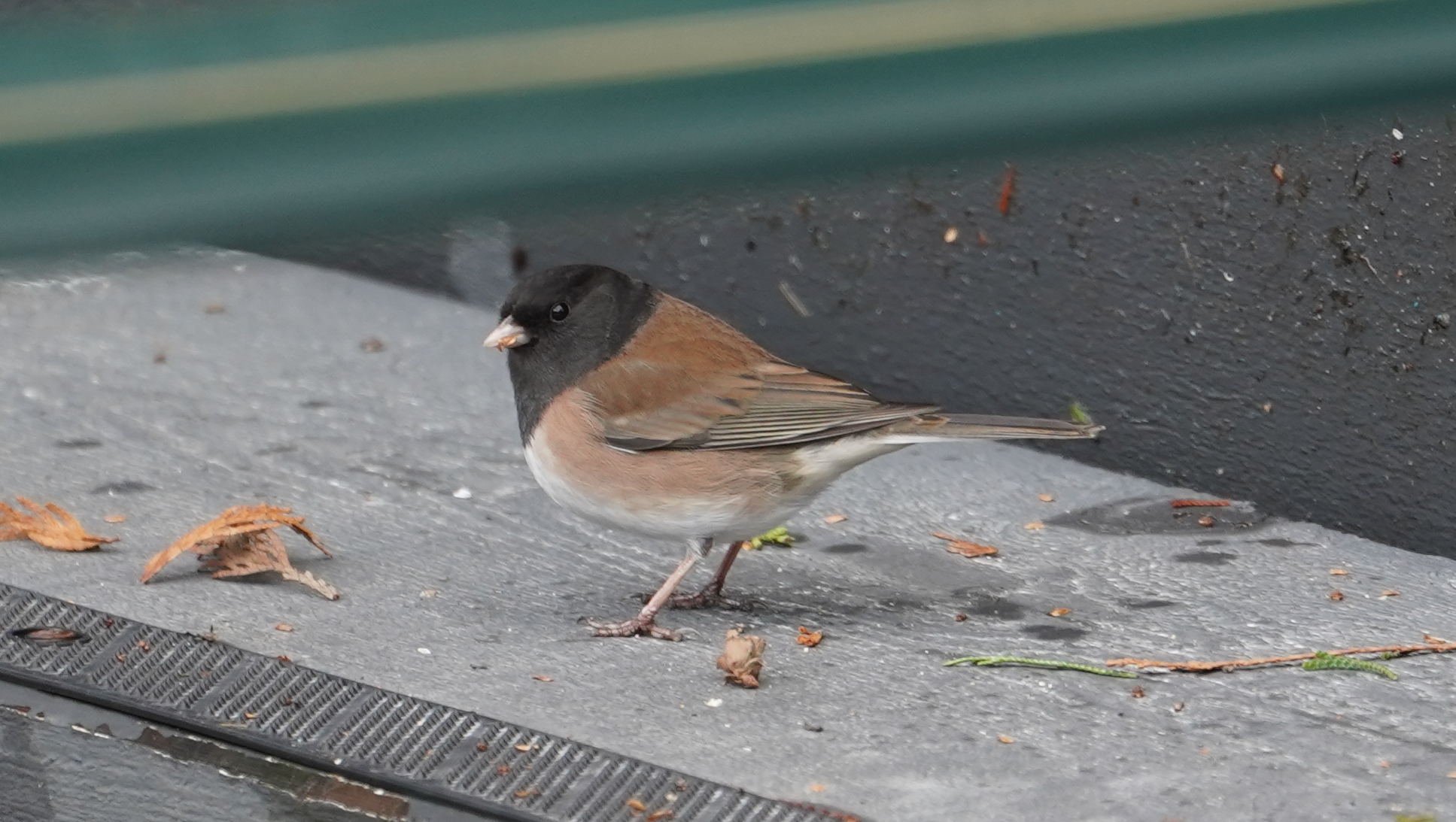 Dark-eyed junco