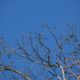 Bare trees and blue sky