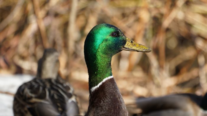 Mallard duck