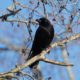 Crow up in a tree