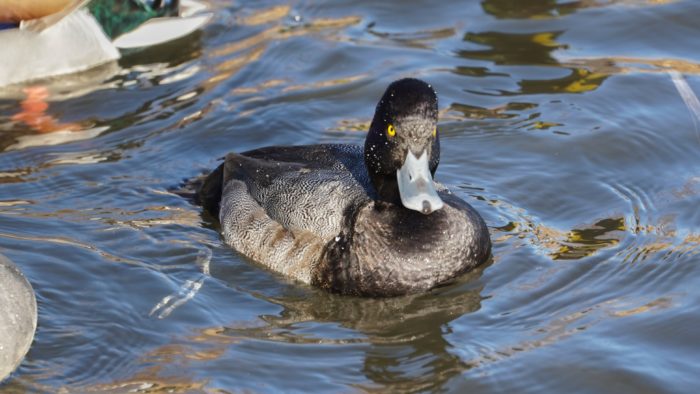 Lesser Scaup