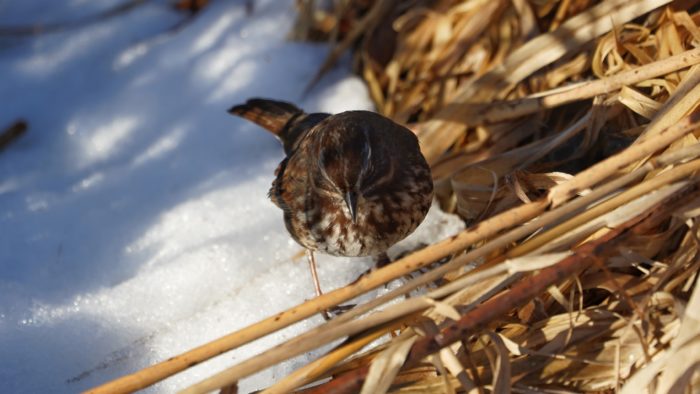 Song Sparrow