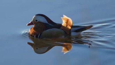 Mandarin duck