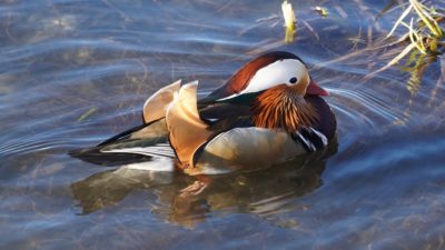 Mandarin duck