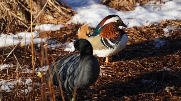 Mandarin duck and coot