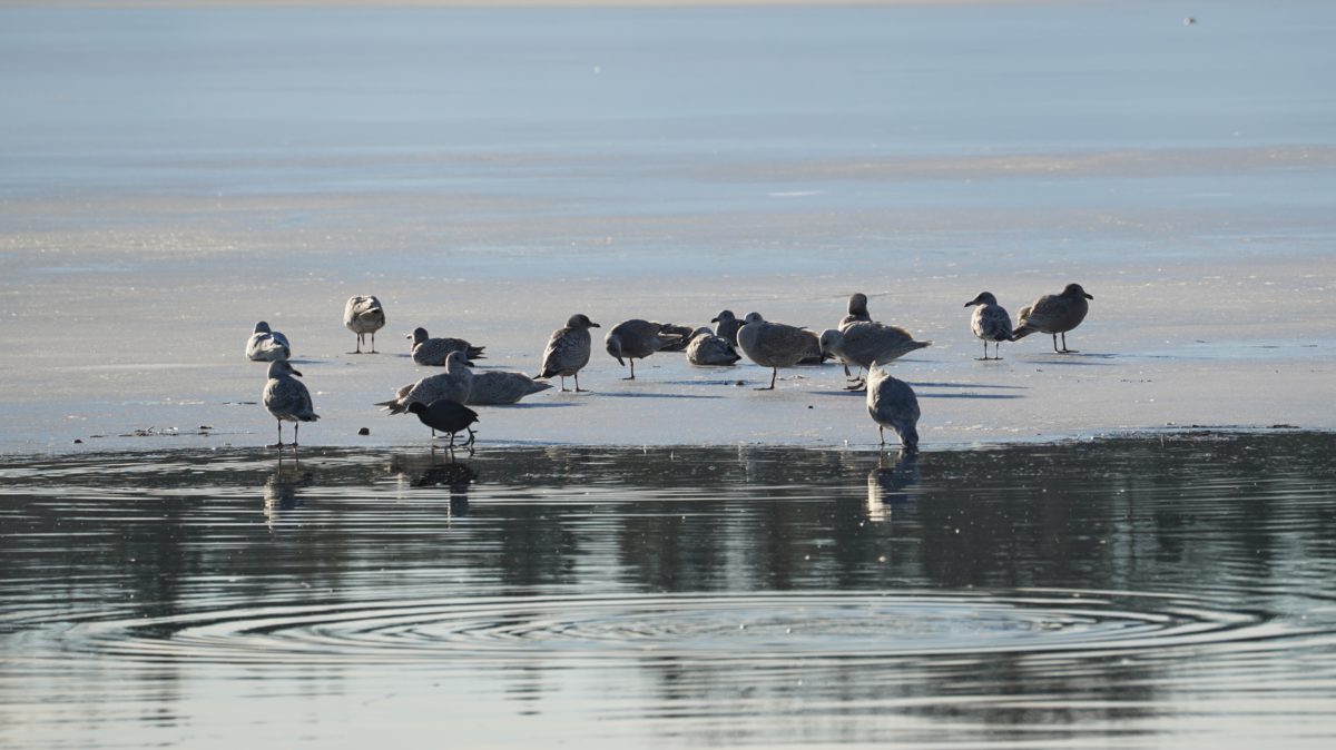 Seagulls on ice