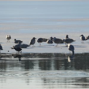 Seagulls on ice