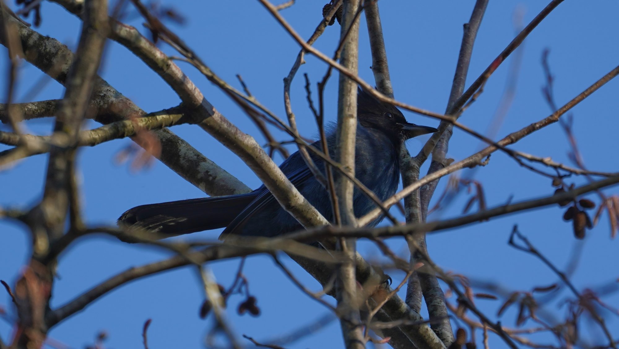 Steller's Jay