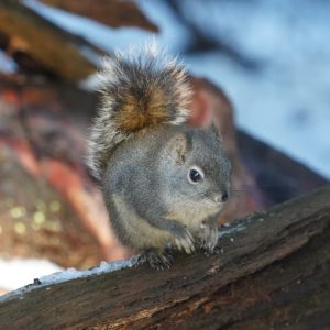 Squirrel