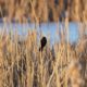Blackbird in the reeds