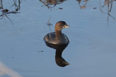 Pied-billed Grebe