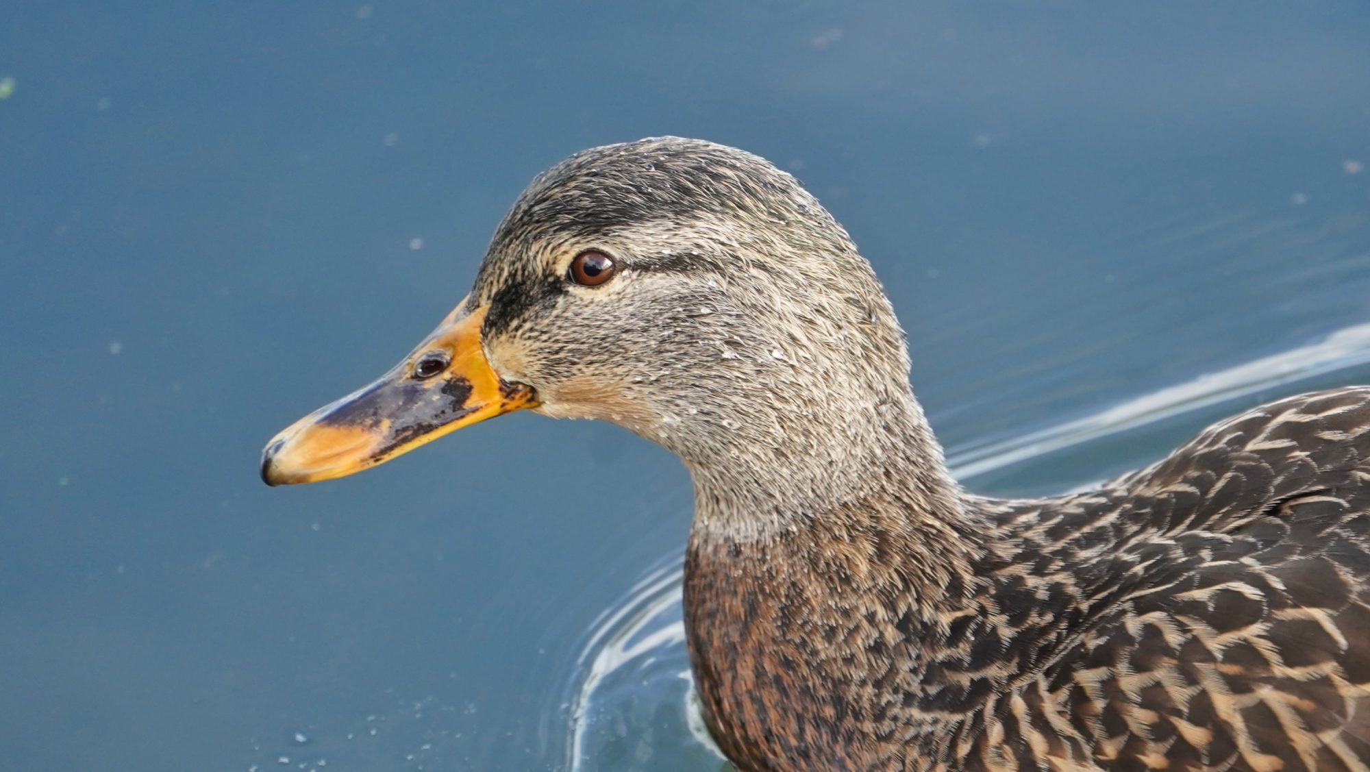 Female mallard