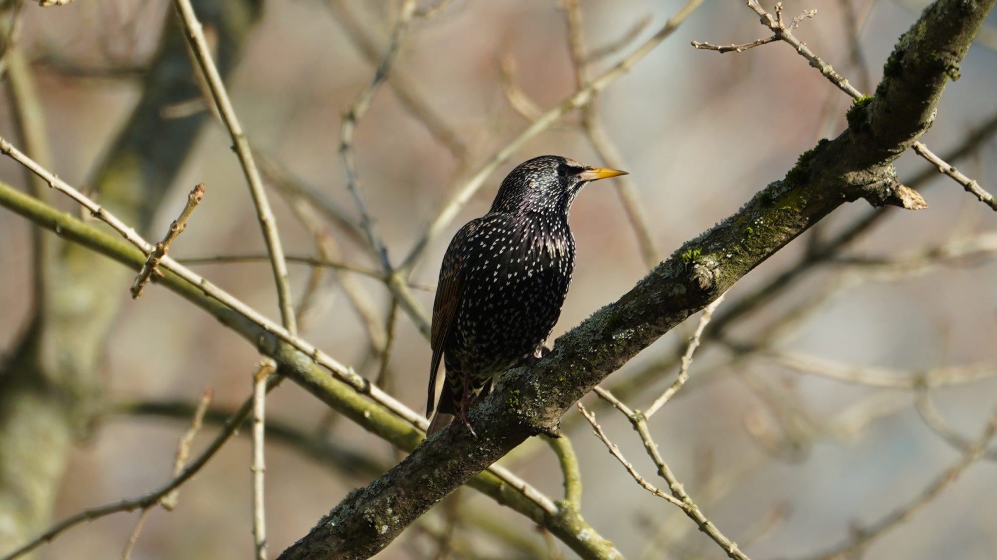 Starling