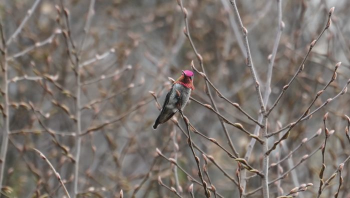 Anna's hummingbird