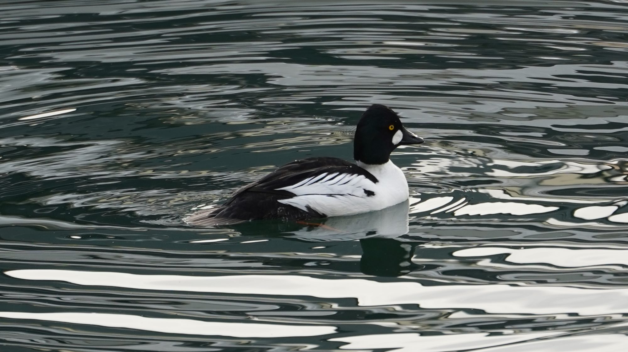 Common goldeneye