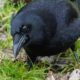 Crow digging through leaf litter