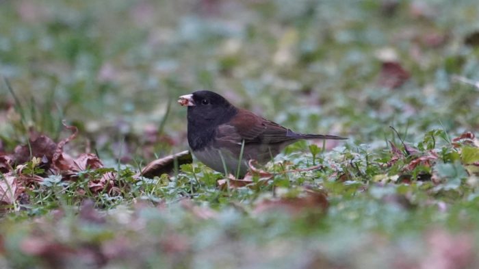 Dark-eyed junco