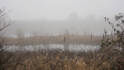 Foggy pond