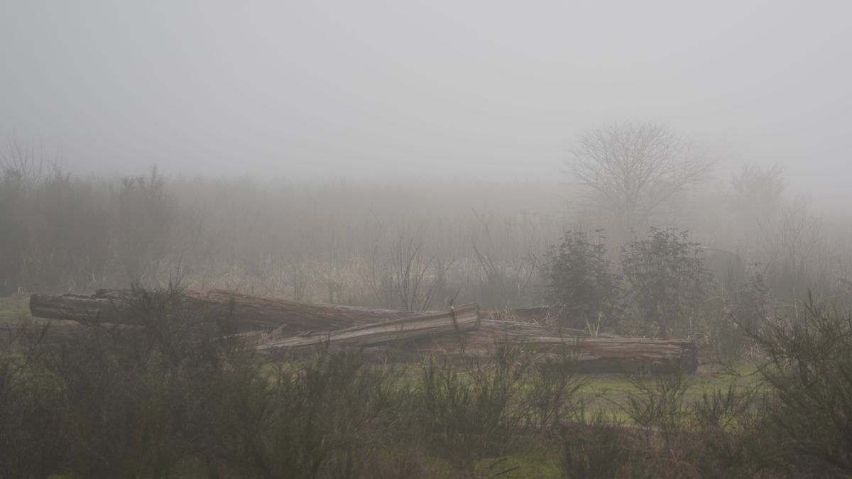 Fog and logs