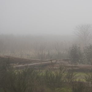 Fog and logs