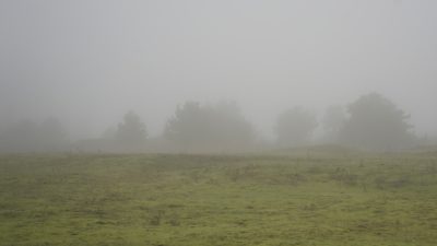 Fog and trees