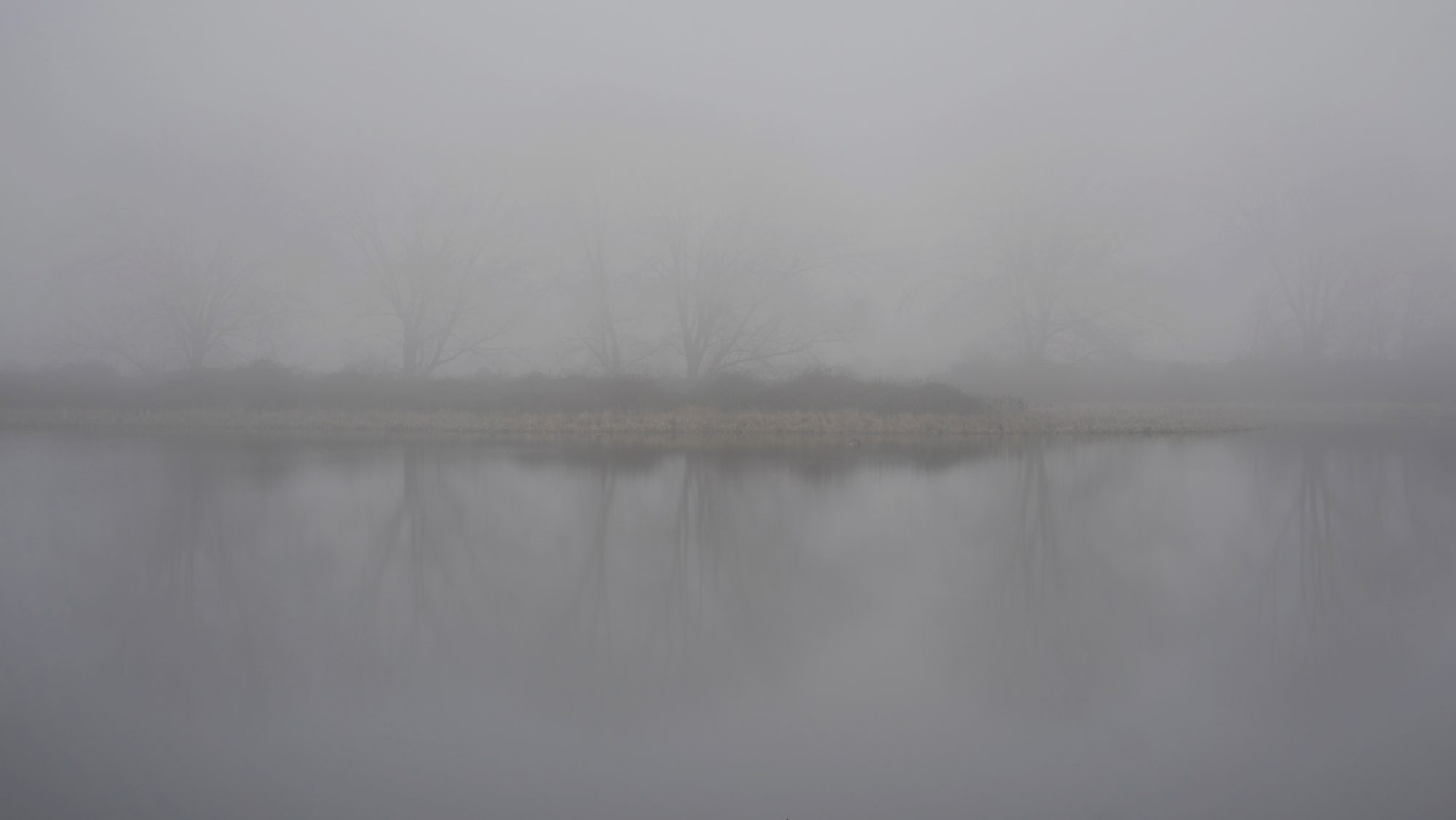 Foggy trees