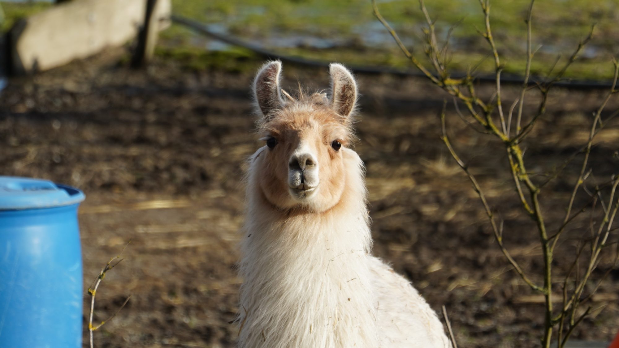 Alpaca or something